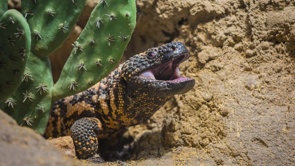 Gila Monsters are common in the Red Cliffs Desert Reserve