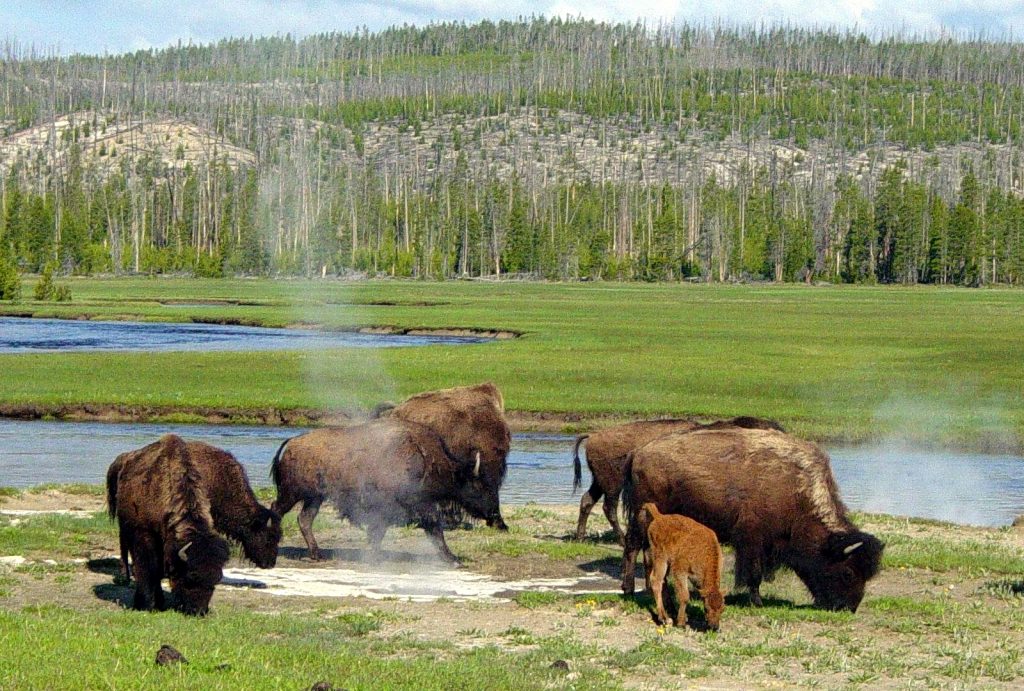 Yellowstone is one of the great honeymoon destinations.