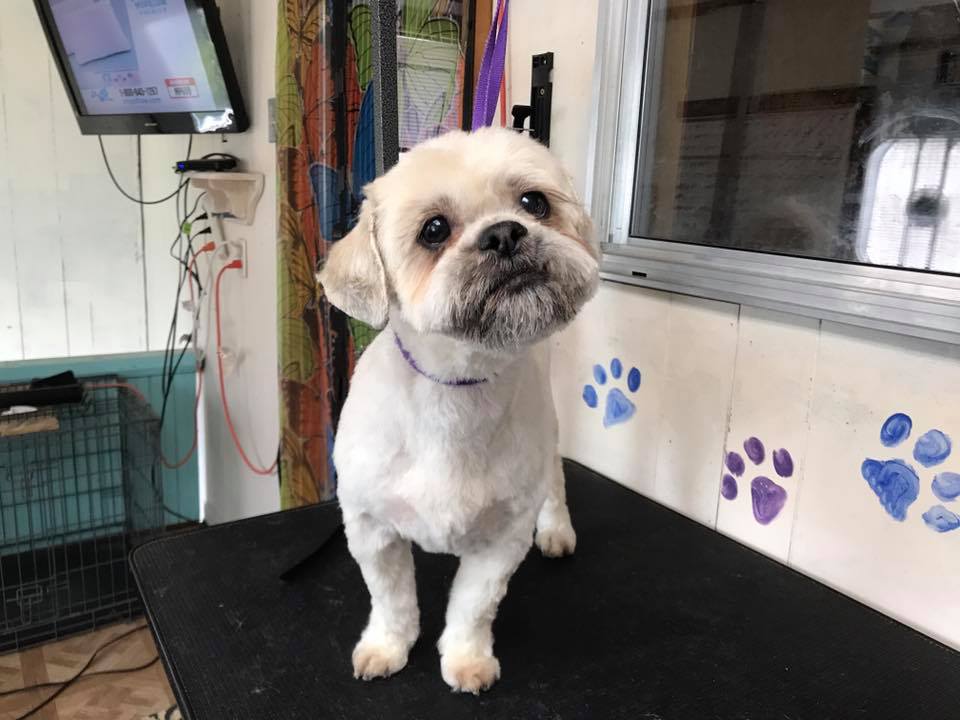 Elizabeth's Grooming Get 5 OFF your first visit! The Dealio